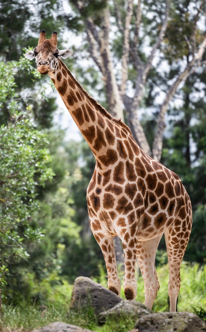 Night Safari