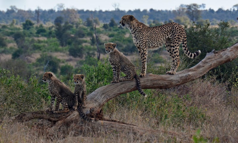 Cheetah at Night Safari