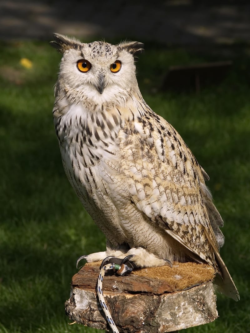 Owl at Night Safari